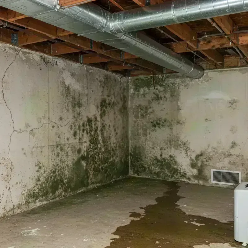 Professional Mold Removal in Fayette, MO